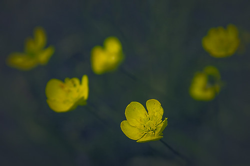 flower nature yellow greece thessaliastereaellada neapavliani