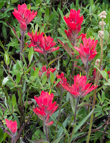 scarletpaintbrush paintbrush colorado creede plantswildflowers places nature unitedstates us