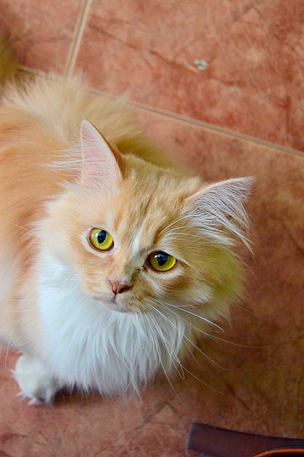 Persi, gato crudo y vainilla de pelo largo y ojos cobre APTO PARA PERROS, nacido en Julio´13, necesita hogar. Valencia. ADOPTADO. 17350970073_b348bc7781_z