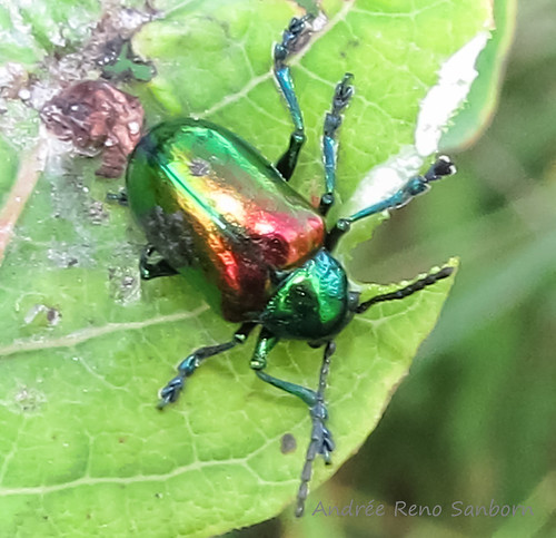 Dogbane Beetle (Chrysochus auratus)
