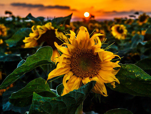 flowers sunset flower israel sunflowers sunflower