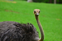 Ostrich