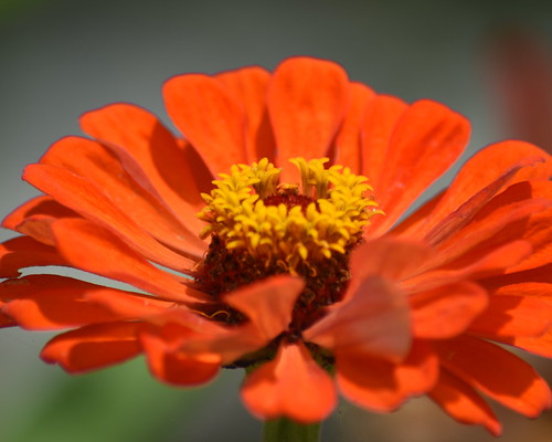 bravolakegardens woodlake ca nikon d7200 nature flickrphotowalk orange cmwdorange flower