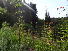 Jardin de Berchigranges - Granges-sur-Vologne