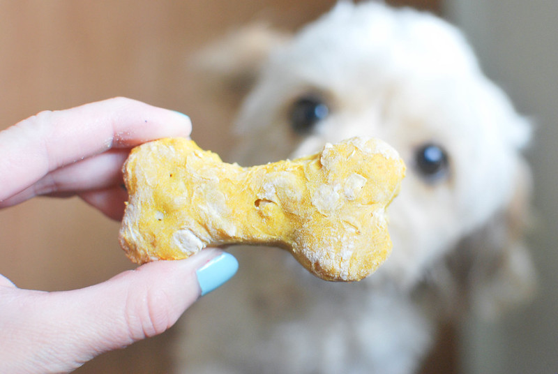 Homemade Pumpkin Apple Dog Treats - healthy homemade treats for you pup! Only simple ingredients and so easy. 