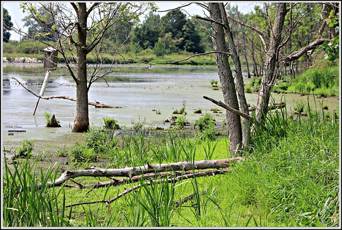 trees nature wisconsin canon swamp marsh horicon waupun horiconnationalwildliferefuge picmonkey