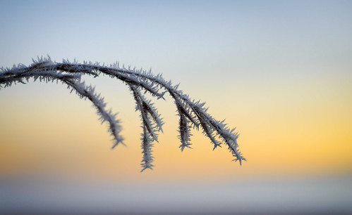 light newzealand sky tree ice sunrise dawn frost branch icicle hawkesbay