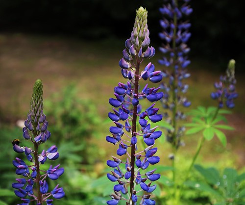 lupinus lupina summer plant nature natural lily green garden flower floral flora elegant elegance color blossom blooming bloom beauty beautiful background