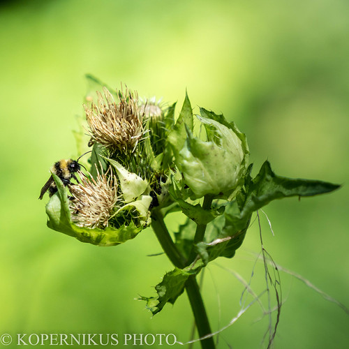 waidhofenanderybbs niederösterreich österreich at distel thistle insect insekt