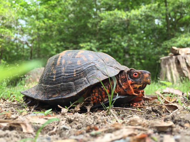Eastern Box Turtle at Virginia State Parks