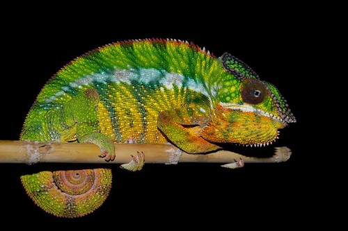 顏色不一樣 馬達加斯加接連發現11新種變色龍 環境資訊中心