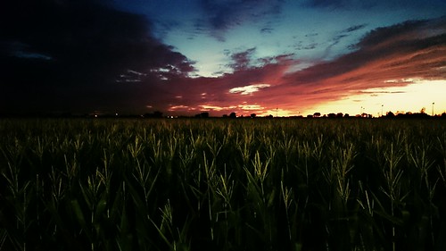 smooth evening sunday light sunset corn ontario canada tilbury chatham tecumseh essex windsor sky fire