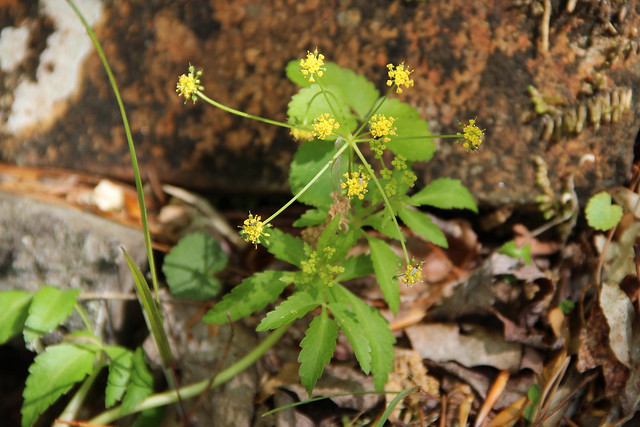 I coudn't identify these spidery yellow blossoms at at Fairy Stone State Park Virginia