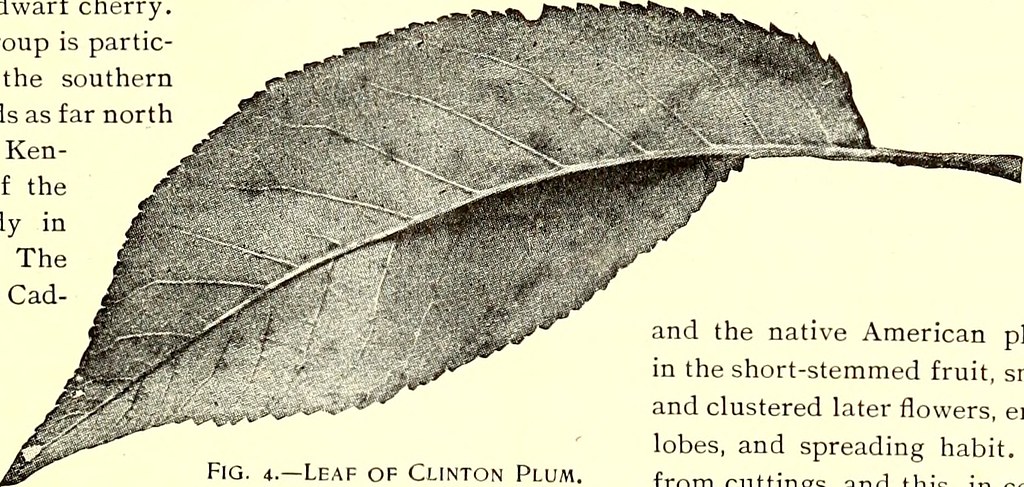 Image From Page 638 Of American Gardening 1892 Flickr