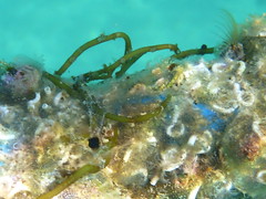 barnacle - plant or invertebrate