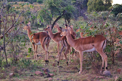 Impala.  So pretty at first, but after 3 days of Safari they might as well be house pets.  