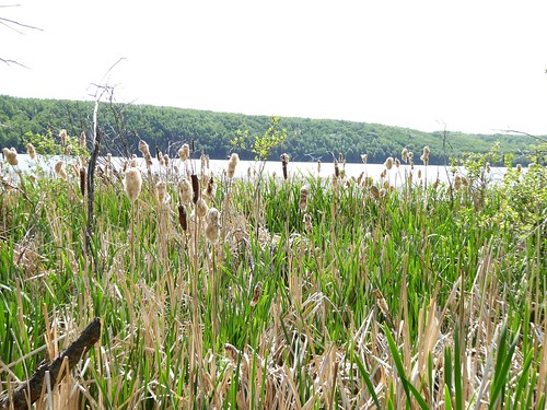 camping lake canada reed alberta marsh battlelake