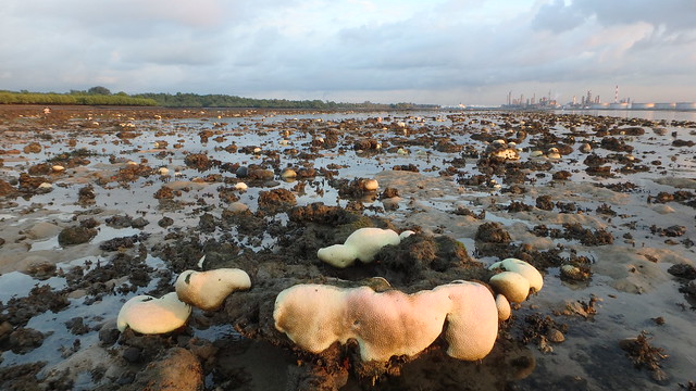 Mass coral bleaching at Pulau Semakau (East), 23 Jul 2016