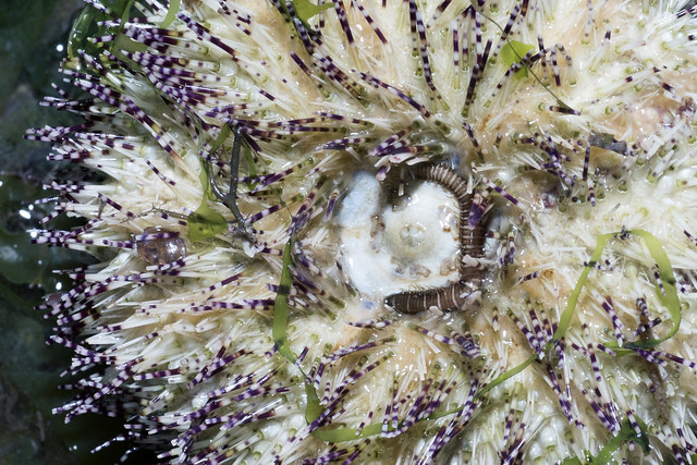 White salmacis urchin (Salmacis sphaeroides) with Urchin-mouth worm (Oxydromus cf. angustifrons)