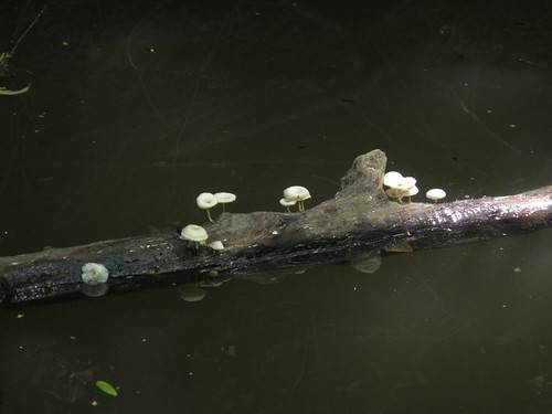 Mushrooms on a floating log.