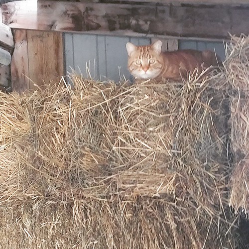 ontario rural cat squareformat hay ludwig instagramapp uploaded:by=instagram