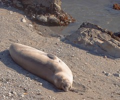 elephant seal