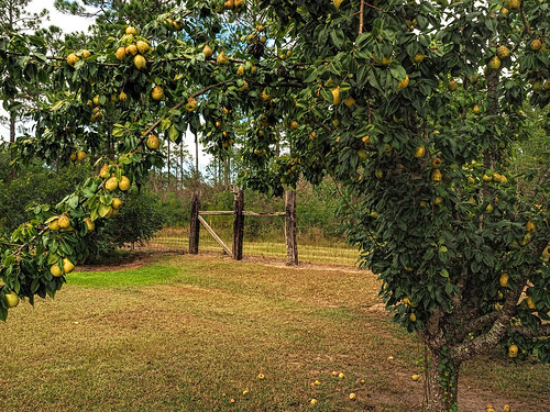 fall yellow elements fence rural farm pear yard