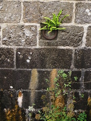 On the wall of a disused lock - Photo of Glomel