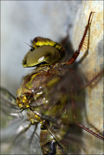 insecto bichos libelula dragonfly naturaleza nature fauna animales macro cabeza ojos