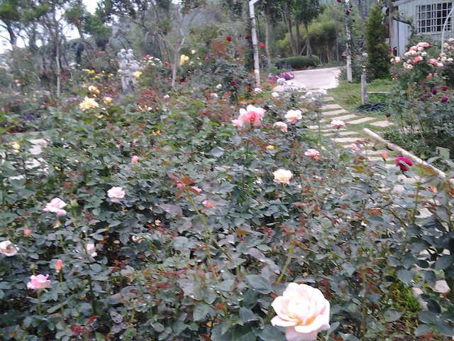 11302玫瑰花園