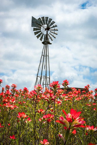 sky flower windmill clouds us spring texas unitedstates bloom hillcountry wildflower lupine indianpaintbrush stockdale
