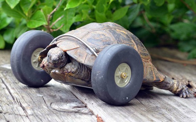 tortuga-90-anos-patas-devoradas-ruedas-gales-3