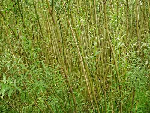 green poland polska bamboo polen góry polonia zielony bambus salix viminalis wierzba chęciny świętokrzyskie energetyczna zelejowa gambezia antyklina wiciowa chęcińska