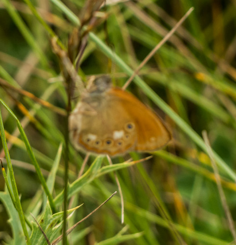 bulgaria butterfliesbrownsheaths butterflymoth easternlargeheath europe peterphoto dobrostan plovdiv