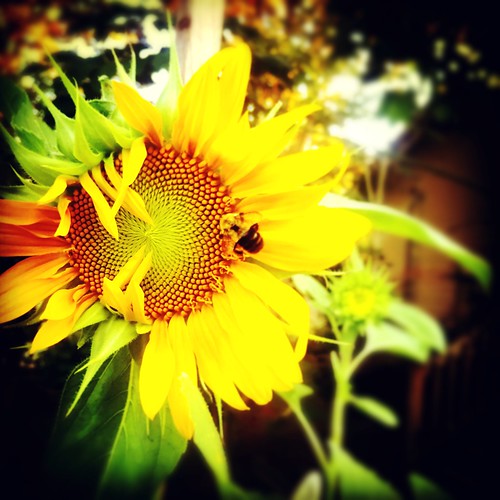 bee sunflower summer2016