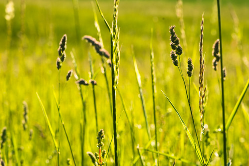 flower green de deutschland hessen outdoor meadow wiese blumen grün limburganderlahn nikkor105f28vr