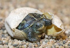第一隻孵出的班龜。攝影：Chunyu Su