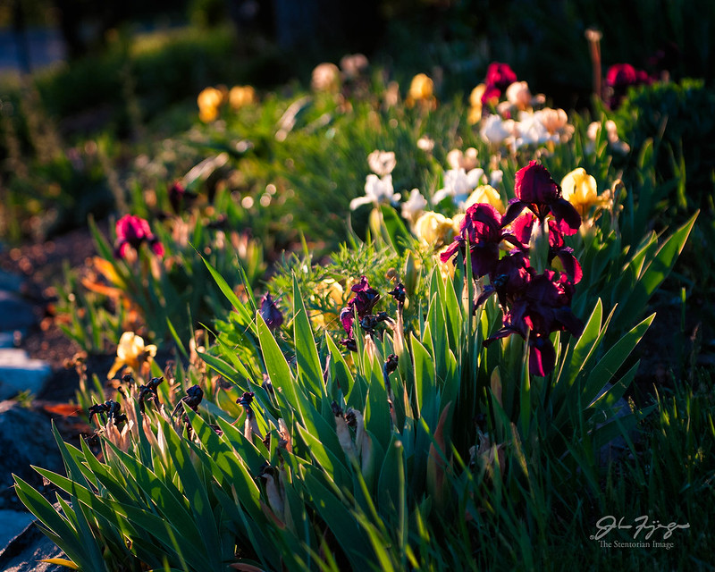 Iris Garden