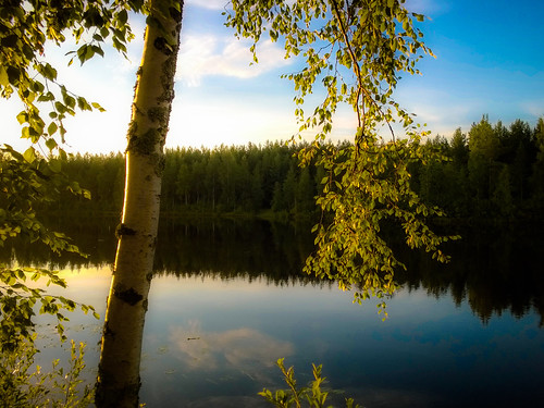 light summer sunlight reflection green water finland river warm july birch backlit