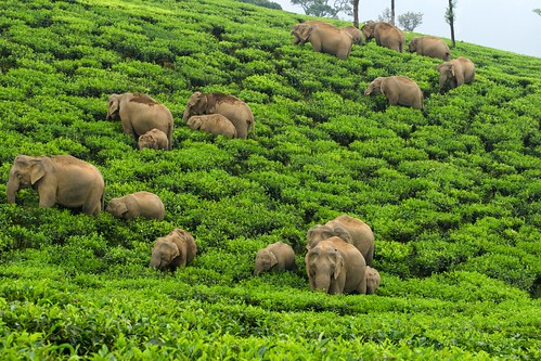 象群穿越印度一處茶園。來源：（Ganesh Raghunathan/Whitley Awards）