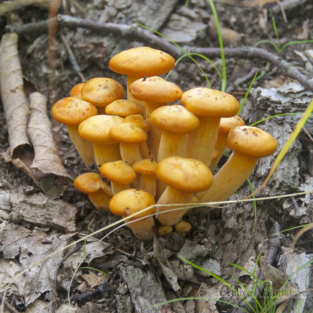 mushrooms Harriman State Park