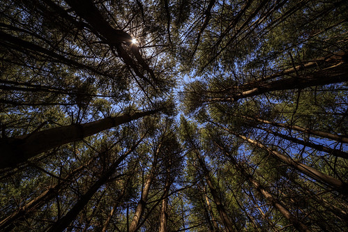 trees abstract nature forest project woods memorial pattern wideangle pines wpa helyarwoods superwide fieldofheroes rokinon14mm