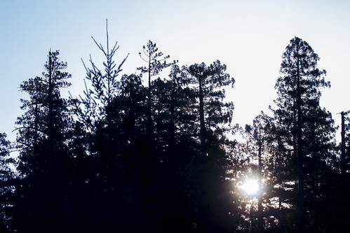 albeecreekcampground california humboldtredwoods unitedstates weott camping sunrays sunrise sunshine treetop trees