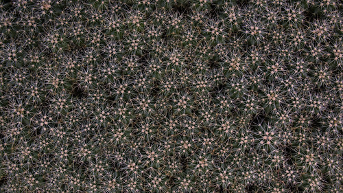 cactus planta canon mexico eos desert queretaro desierto 70d cadereytademontes