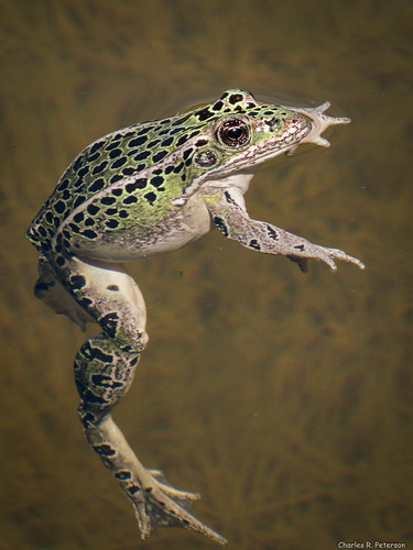 animal closeup patterns wildlife amphibian frog northernleopardfrog anura amphibia ranidae lithobatespipiens charlesrpeterson petechar panasonicgx8 panasonicleica100400mm