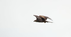 Milan noir (1) - Milvus migrans - Photo of Saint-Martin-d'Auxy