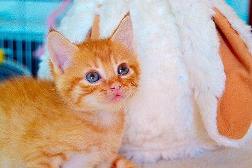Lion, gatito naranja guapo y resalao nacido en Marzo´15, necesita hogar. Valencia. ADOPTADO. 17343109796_2b8cd266de