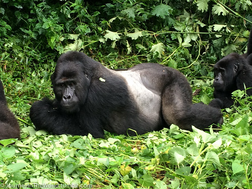uganda gorilla trekking bwindi africa vacation tourism wildlife forest national park nature views
