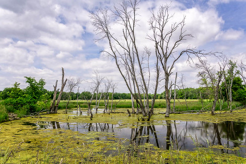 landscape us illinois unitedstates il wetlands marsh pecatonica pecatonicawetlandspreserve