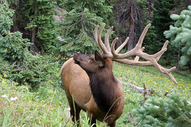 2016 7 25 - Bull Elk - 9S3A0856